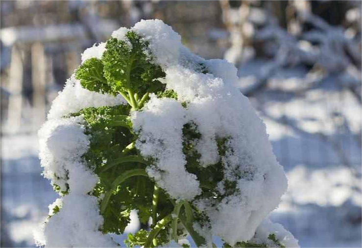 尚干閩菜課堂十四期｜大雪時(shí)節(jié)冬漸濃，何不來道雪里紅？