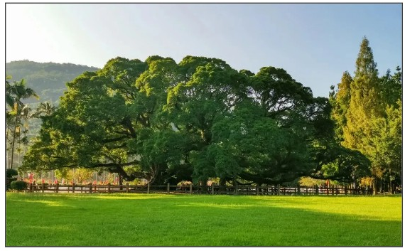 閩都文化一期丨誰說獨(dú)木不成林？